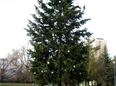  Slavnostní rozsvícení vánočního stromu před radnicí ÚMO2 na Slovanech 